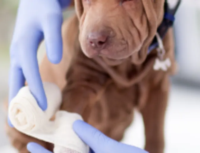 Dog receiving bandage